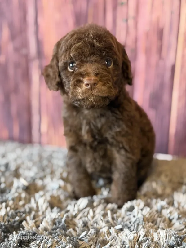 Nico – Cockapoo puppy for sale in Shirley, NY