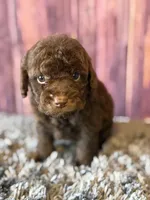 Nico, a male Cockapoo for sale in Shirley, NY – Photo 2 of 5