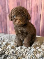 Nico, a male Cockapoo for sale in Shirley, NY – Photo 4 of 5