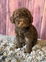 Nico, a male Cockapoo for sale in Shirley, NY – Photo 3 of 5