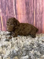 Nico, a male Cockapoo for sale in Shirley, NY – Photo 3 of 4