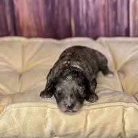 Sara, a female Maltipoo for sale in Shirley, NY – Photo 1 of 5