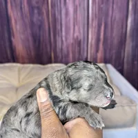 Sara, a female Maltipoo for sale in Shirley, NY – Photo 4 of 5