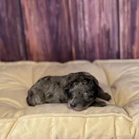 Sara, a female Maltipoo for sale in Shirley, NY – Photo 2 of 5