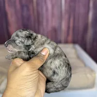 Sara, a female Maltipoo for sale in Shirley, NY – Photo 3 of 5