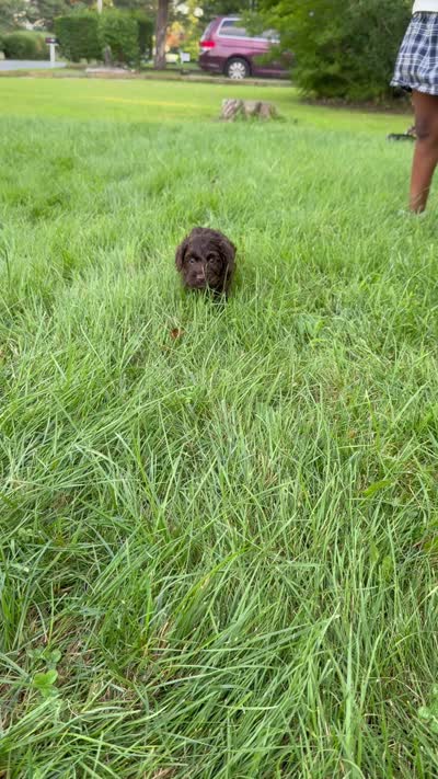 Nox, a male Cockapoo for sale in Shirley, NY – 9 of 9