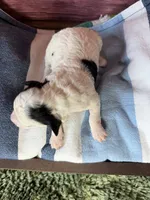 Elsie, a female Maltipoo for sale in Shirley, NY – 3 of 4