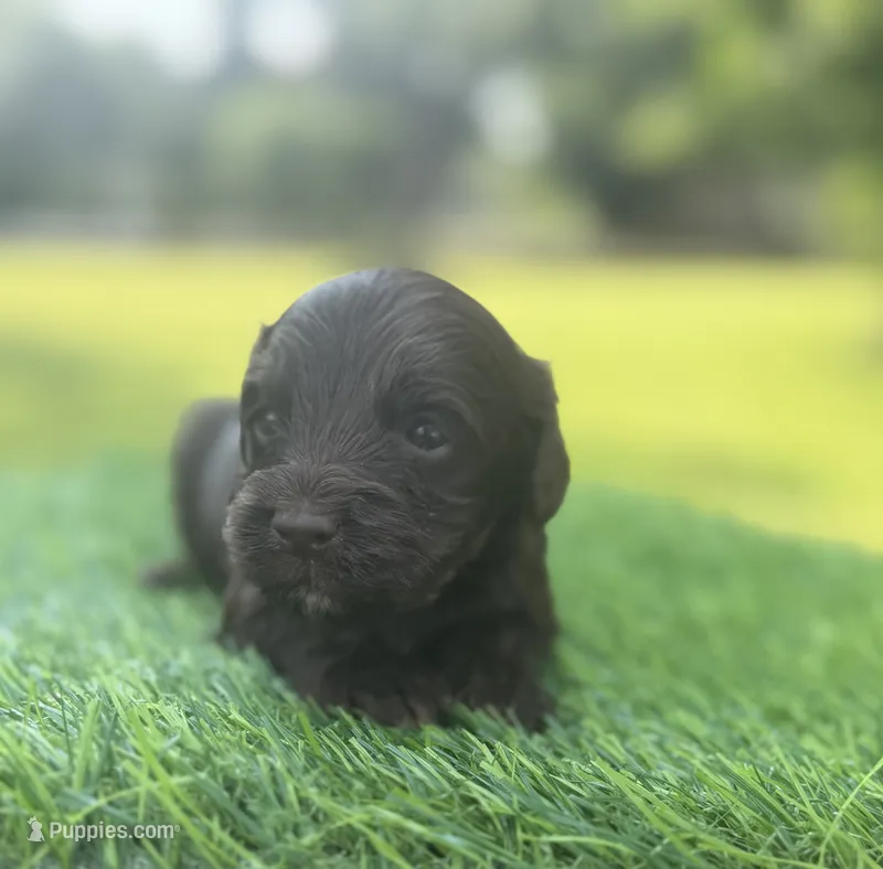 Nox – Cockapoo puppy for sale in Shirley, NY