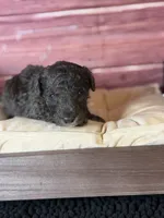 Bane (dark blue Merle), a male Poodle - Toy  for sale in Shirley, NY – 4 of 10