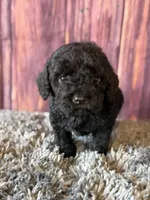 axel, a male Cockapoo for sale in Shirley, NY – Photo 2 of 5