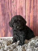 axel, a male Cockapoo for sale in Shirley, NY – Photo 3 of 5