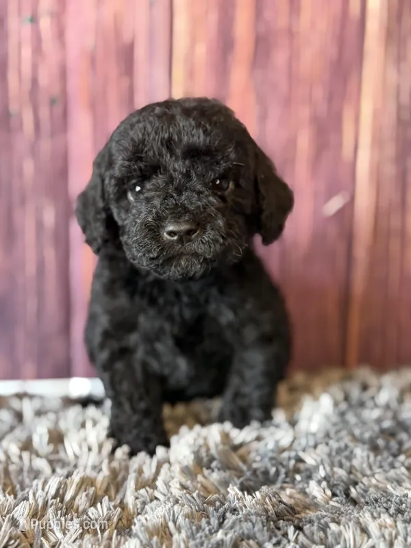 axel – Cockapoo puppy for sale in Shirley, NY