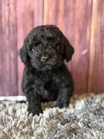axel, a male Cockapoo for sale in Shirley, NY – Photo 1 of 5