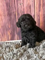axel, a male Cockapoo for sale in Shirley, NY – Photo 4 of 5