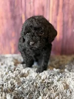 axel, a male Cockapoo for sale in Shirley, NY – Photo 5 of 5