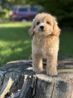 Nova, a female Cockapoo for sale in Shirley, NY – 2 of 5