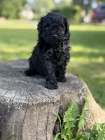 Bruno, a male Poodle - Toy  for sale in Shirley, NY – 3 of 6