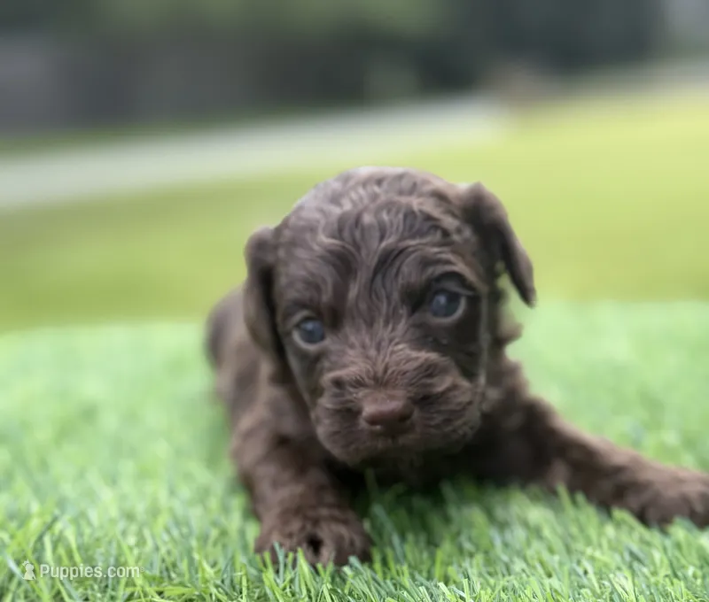 Nash – Cockapoo puppy for sale in Shirley, NY