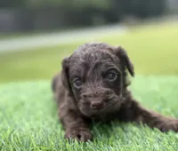 Nash, a male Cockapoo for sale in Shirley, NY – 5 of 10