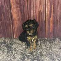 Marie, a female Poodle - Miniature  for sale in Shirley, NY – Photo 4 of 4