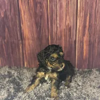 Marie, a female Poodle - Miniature  for sale in Shirley, NY – Photo 2 of 4