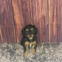 Marie, a female Poodle - Miniature  for sale in Shirley, NY – Photo 3 of 4