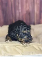 Marie, a female Poodle - Miniature  for sale in Shirley, NY – Photo 4 of 4