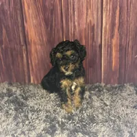 Marie, a female Poodle - Miniature  for sale in Shirley, NY – Photo 1 of 4