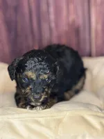 Marie, a female Poodle - Miniature  for sale in Shirley, NY – Photo 3 of 4