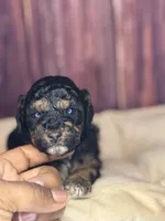 Marie, a female Poodle - Miniature  for sale in Shirley, NY – Photo 1 of 4