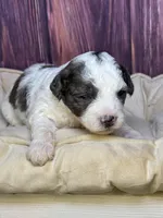 Sean, a male Maltipoo for sale in Shirley, NY – Photo 2 of 4