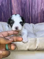 Sean, a male Maltipoo for sale in Shirley, NY – Photo 4 of 4