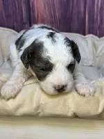 Sean, a male Maltipoo for sale in Shirley, NY – Photo 3 of 4