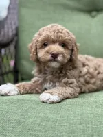 Rapunzel, a female Poodle - Miniature  for sale in Shirley, NY – Photo 1 of 3