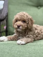 Rapunzel, a female Poodle - Miniature  for sale in Shirley, NY – Photo 2 of 3