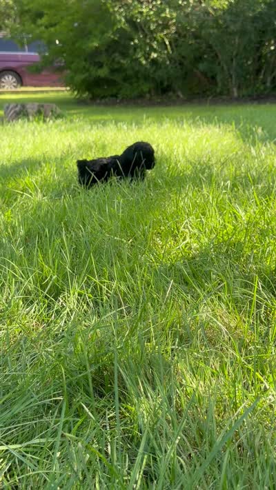 Bruno, a male Poodle - Toy  for sale in Shirley, NY – 6 of 6