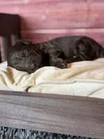 Nash, a male Cockapoo for sale in Shirley, NY – 7 of 10