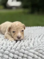 Huxley, a male Maltipoo for sale in Shirley, NY – Photo 2 of 3