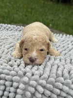 Huxley, a male Maltipoo for sale in Shirley, NY – Photo 1 of 3