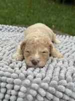 Huxley, a male Maltipoo for sale in Shirley, NY – Photo 3 of 3