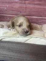 Nala, a female Cockapoo for sale in Shirley, NY – 6 of 10