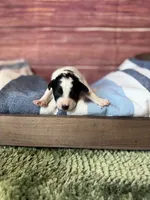 Rowan, a male Maltipoo for sale in Shirley, NY – 3 of 4