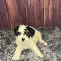 Dottie, a female Poodle - Miniature  for sale in Shirley, NY – Photo 6 of 7