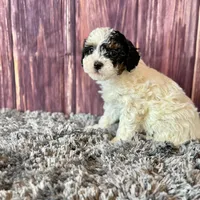 Dottie, a female Poodle - Miniature  for sale in Shirley, NY – Photo 3 of 7