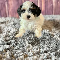Dottie, a female Poodle - Miniature  for sale in Shirley, NY – Photo 2 of 7