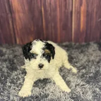 Dottie, a female Poodle - Miniature  for sale in Shirley, NY – Photo 4 of 7