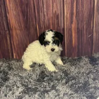 Dottie, a female Poodle - Miniature  for sale in Shirley, NY – Photo 7 of 7