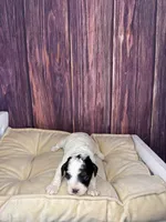 processed/87827859-3a9c-4f84-b570-27076a68ec94/listing/4700a2ec-15ec-4ad8-ae26-eb367d158dc3/b643d2db-d8ba-4763-a17a-38ebcda41167