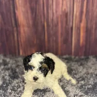 Dottie, a female Poodle - Miniature  for sale in Shirley, NY – Photo 5 of 7