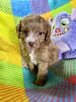 Rolo, a male Cavapoo for sale in Shirley, NY – Photo 5 of 6